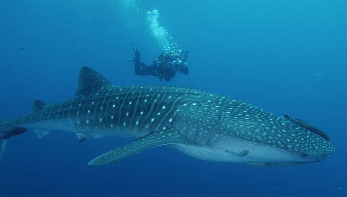 Honeymoon - Whale Shark Diving